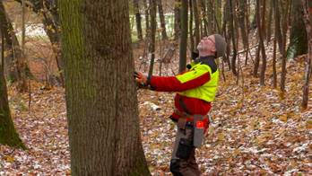 Mann mit Schutzkleidung steht mit ausgestrecktem Arm neben einem Baum im Wald und schaut an diesem begutachtend hoch.