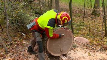 Mann mit Schutzkleidung steht gebeugt über einem gefällten Baum im Wald und prüft tastend die Schnittkante.
