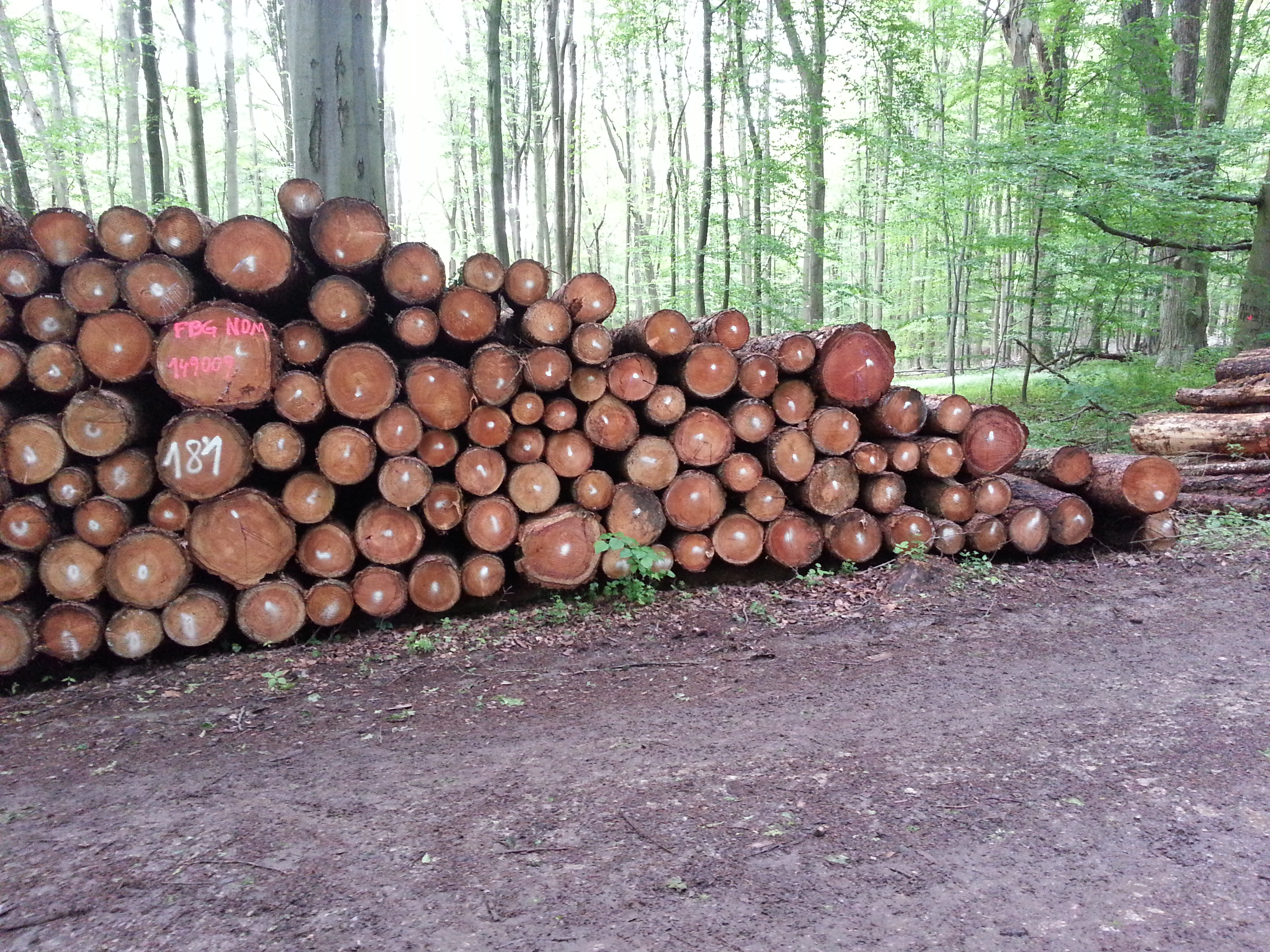 Ordentlich nebeneinander aufgereihte und aufeinander gestapelte gefällte Baumstämme im Wald.