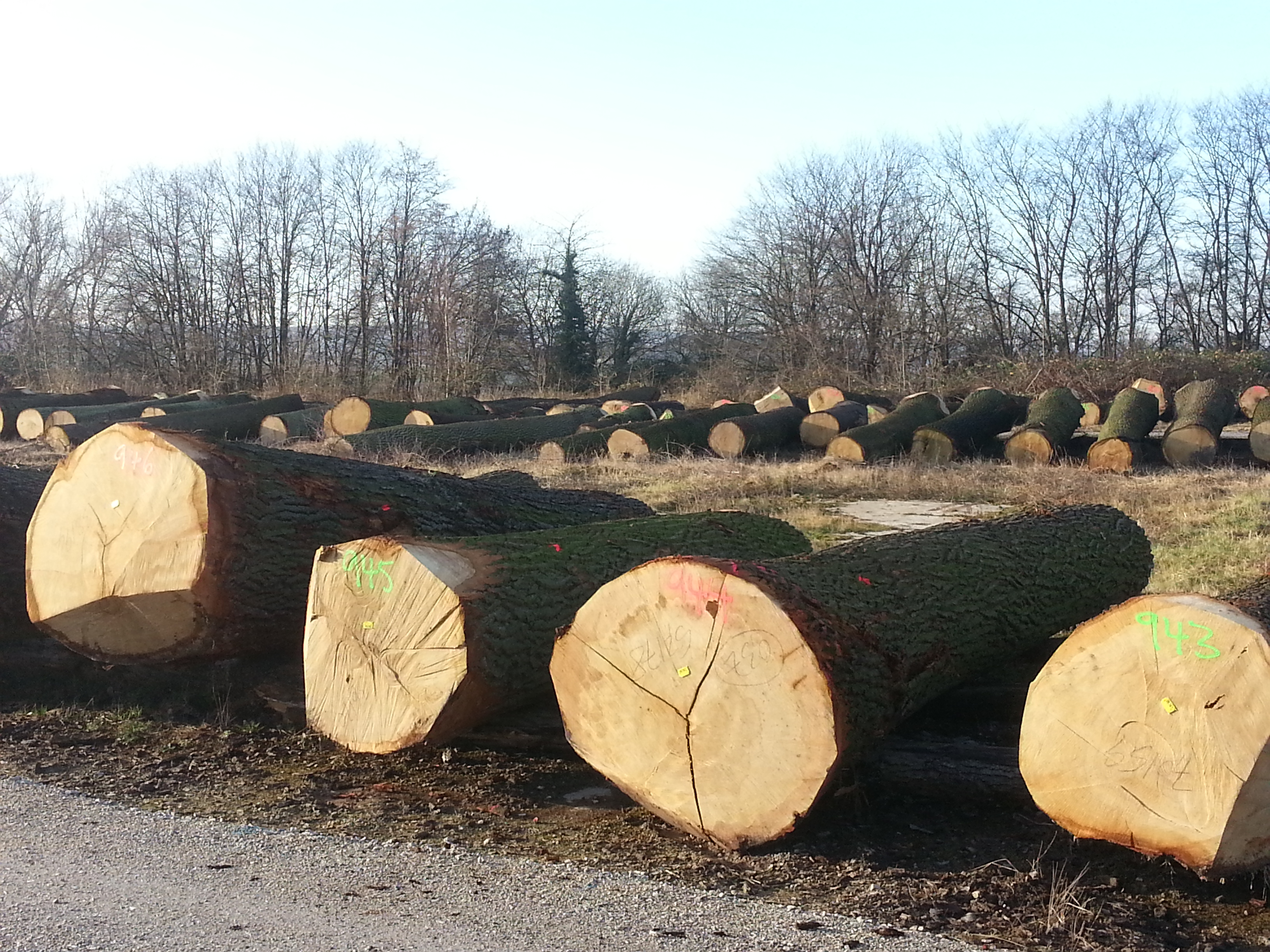 Nebeneinander aufgereihte Baumstämme auf dem Holzlagerplatz im Winter